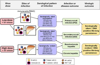 Frontiers | Hepadnaviral Lymphotropism And Its Relevance To HBV ...